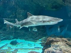 -上海海洋水族馆