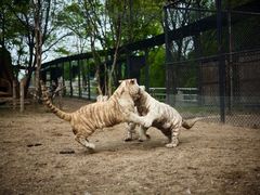 -北京野生动物园