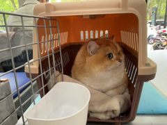 -四月宠物医院·猫专科·心脏专科·内科(转塘店)