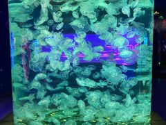 -多彩贵州城极地海洋世界