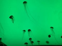 -沈阳海洋探索中心