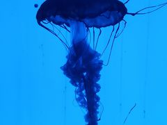 -上海海洋水族馆