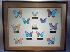 -上海昆虫博物馆