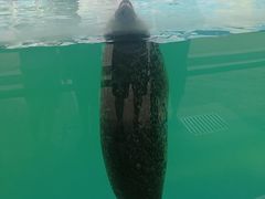 -北戴河圣蓝海洋公园