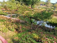 -松山湖梦幻百花洲