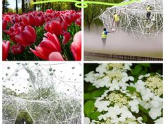 -上海鲜花港