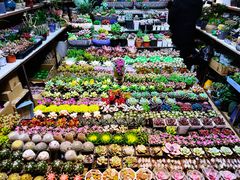 -朝来春花卉市场