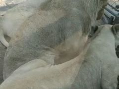 -石家庄市动物园