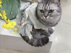 -共舞时光猫咖·狗咖(新街口店)
