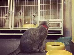 -猫色咖啡·猫咖