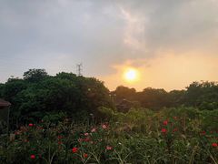 -长洲岛