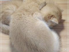 -猫十亿·布偶金渐层·曼基康矮脚猫舍(青年路店)