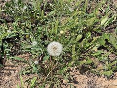 -屯靠屯地锅王(西南路店)