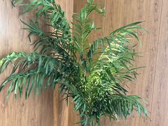 -新紫霞养生·影院足道·SPA(金山区店)