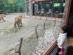 -上海野生动物园老虎餐厅