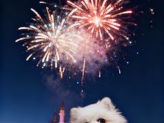 -翊宠yipet猫狗购宠庄园犬舍•猫舍