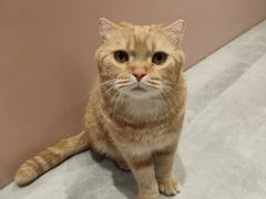 -猫儿山۰猫主题餐厅