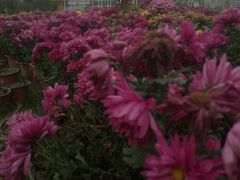 -都江堰玫瑰花溪谷