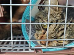 -A猫a狗全科·犬猫异宠·芥西宠物医院(南开总院)