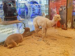 -融创茂(青岛店)