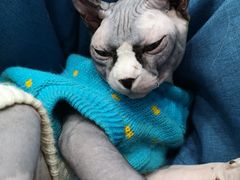 -糯米喵星人·撸猫猫舍咖啡馆(西市场嘉华店)