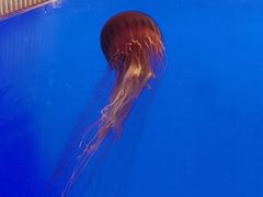 -上海海洋水族馆