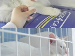 -喵的天空名猫咖啡馆·撸猫·猫舍·用品