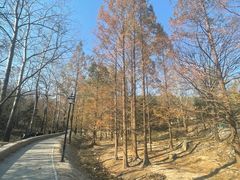 -白水寺森林公园