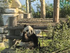 -西霞口神雕山野生动物世界