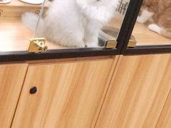 -袖虎·猫馆(体育西路店)