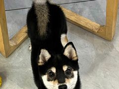 -柴犬小屋·柴餐厅·狗咖食堂(金鼎广场店)