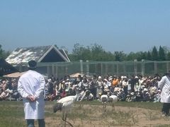 -盐城丹顶鹤湿地生态旅游区