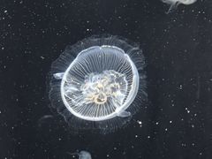 -大阪海游馆