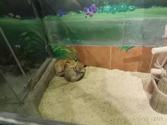 -萌宠奇缘