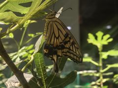 -上海大自然野生昆虫馆(东方明珠·爬宠昆虫探索中心)