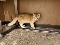 -lincat·猫舍(广州店)