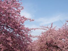 -上海辰山植物园