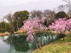 -西溪国家湿地公园