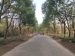 -上海海湾国家森林公园