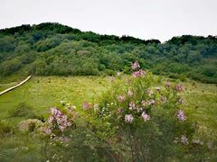 -白草畔自然风景区