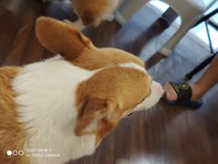 -柯斗斗主题餐厅·狗咖·围炉煮茶·茶饮(国瑞升平里店)