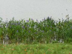 -合肥滨湖国家森林公园