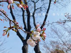 -顾村公园