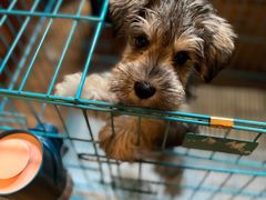 -翊宠yipet猫狗购宠庄园犬舍•猫舍