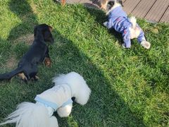 -百好乐宠物友好餐厅(朝外大街店)