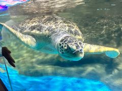 -秦皇岛新澳海底世界
