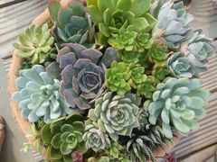 -龙大花卉苗木市场