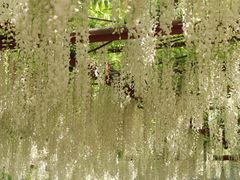 -嘉定紫藤园
