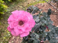 -人民公园(罗湖区)