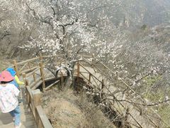 -大岭沟猕猴桃谷风景区